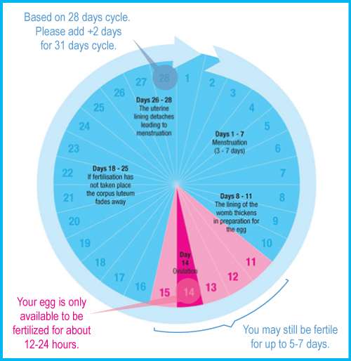 conceive-a-baby-boy-ovulation-date